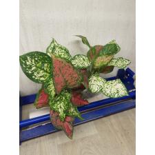 Aglaonema Anyamanee Two tone A-15
