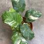 Calathea musaica (white variegated)