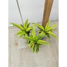 sansevieria sp golden variegata