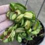 Hoya Indian Rope variegata 119