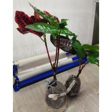 Codiaeum Tri Thewee 83 по  1100р