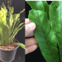 Polypodium musifolium x Microsorum punctatum (No.2).
