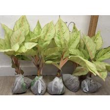 Аглаонема Лаки / Aglaonema Lucky A-54