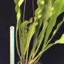 Polypodium Twisted Tip