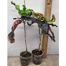 Кодиеум сп. Нанг Мутси / Codiaeum sp Nang Mutsee