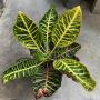 Codiaeum Tri Thewee.