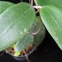Hoya sp.717 (aff parasitaca) flat leaf Pure White       717
