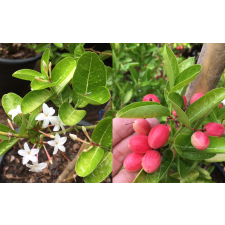 Карисса карандус (зелёный лист) / Carissa carandas (green leaf).