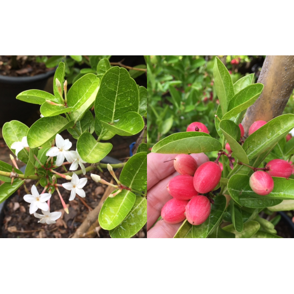 Карисса карандус (зелёный лист) / Carissa carandas (green leaf).