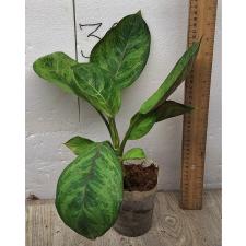 Аглаонема Арми Год / Aglaonema Army God A-76