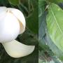 Magnolia coco