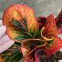 Codiaeum Sri Thong Thai