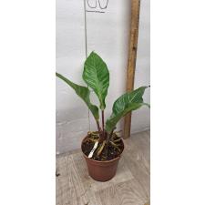 Anthurium variegated sp 1