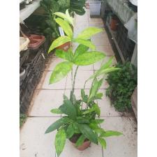 Dracaena Surculosa 17 cm pot