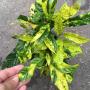 Clerodendrum schmidtii variegated