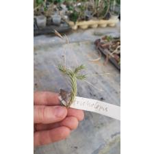 tillandsia tricholepis