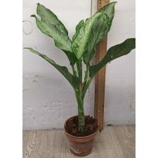 Диффенбахия Удомсаб (Серебряная форма) / Dieffenbachia Udomsub (silver form).