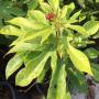 Jatropha integerrima Red.