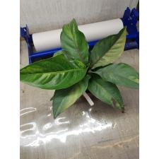 Anthurium variegated sp 2