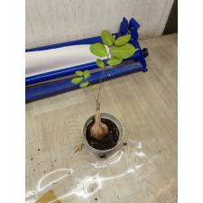 Phyllanthus mirabilis (caudex plant) pot 2200р