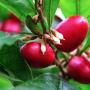 Synsepalum dulcificum