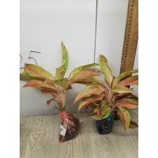 Aglaonema Baramee Rung A-20
