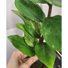 Zamioculcas zamiifolia variegated (short leaf)