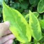 Syzygium jambos 'Lemonlime'