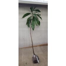 Pouteria campechiana (Mexico)(seedling). 377