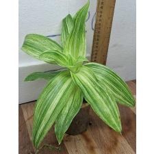 Каллизия душистая варегатная / Callisia fragrans variegated