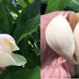 Magnolia coco x henryi