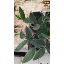 scindapsus sp. 'blue velvet 10 cm pot