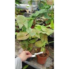 Syngonium Orm Sub (mutation) (No.2)654