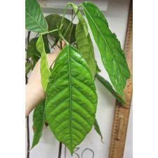 Какао, только сеянец / Cacao theobroma (only seedling) 21