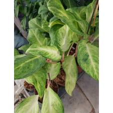 Aglaonema Yellow Mongkon pot
