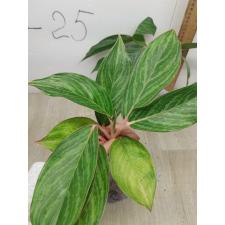 Aglaonema Fine green line variegated A-136