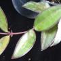 Hoya sp.560 (aff. burtoniae) wax leaf           560