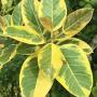Ficus benghalensis 'Bengal Tiger'