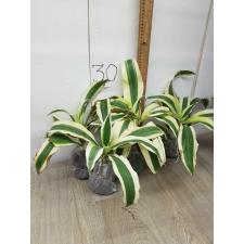 Dracaena Baramee Ngern.