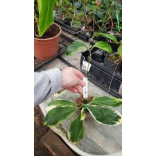 Hoya incrassata (white margin) 'Eclipse' (#279).