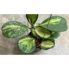 Hoya obovata variegated 'Splash'(#967) mart