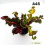 Codeium A45 Billionaire