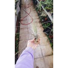 tillandsia 4 по 200p