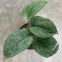 Scindapsus Silver Cloud.