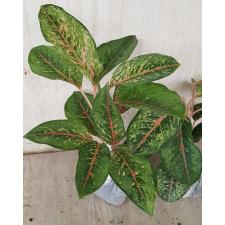 Aglaonema 10 Karat - green black A-3