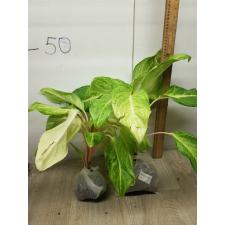 Aglaonema Yellow Mongkon A-115
