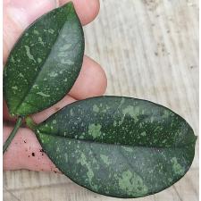 Хойя Крассиопетиолата Сплеш / hoya crassipetiolata splash (M)