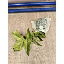 rhaphidophora korthalsii variegata 2500р