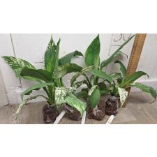 Спатифиллум каннифолиум (Белая варегатность) / Spathiphyllum cannifolium (white variegated)