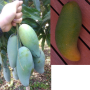 Mangifera indica 'Mun Khun Sri'